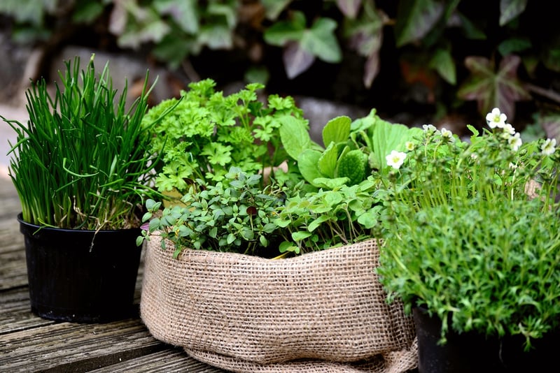 Herb Garden Kit