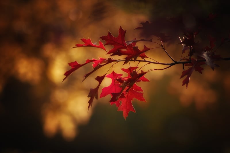 Fall leaves in garden