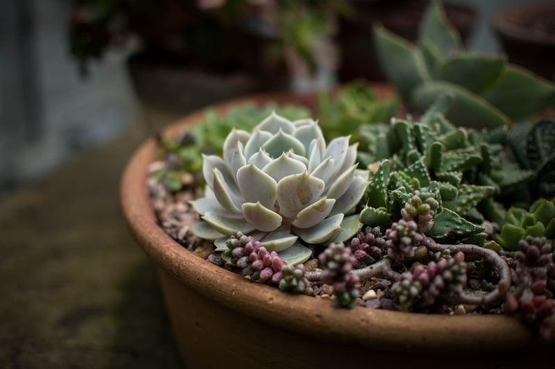 Plant Stands