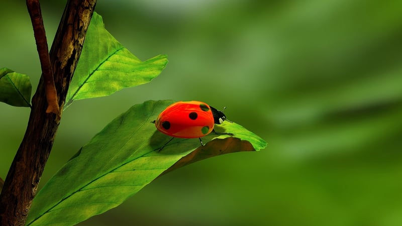 Ladybug