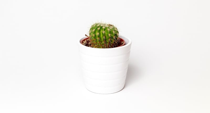 Herb Garden Kit