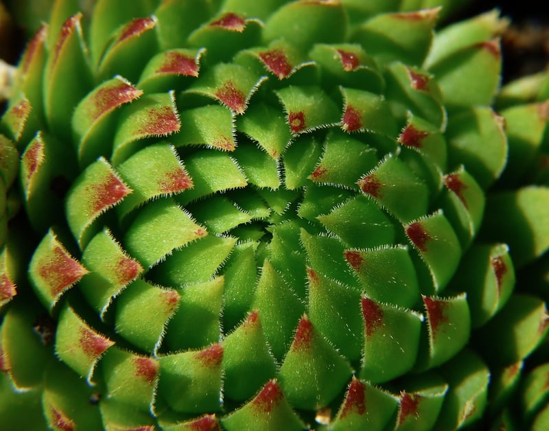 Succulent Showcase