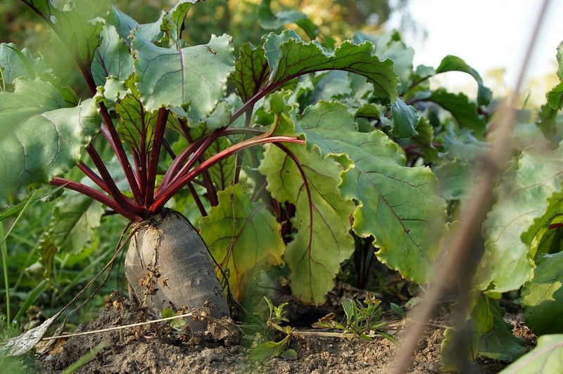 Vegetables